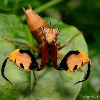 Riesen Boxermantis