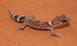 Dickschwanzgecko