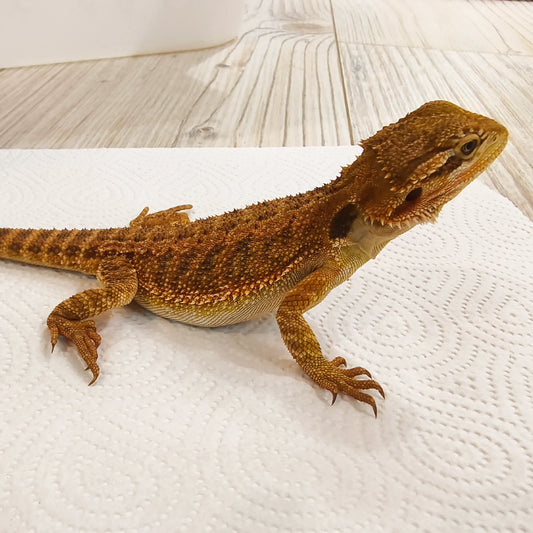 Streifenköpfige Bartagame