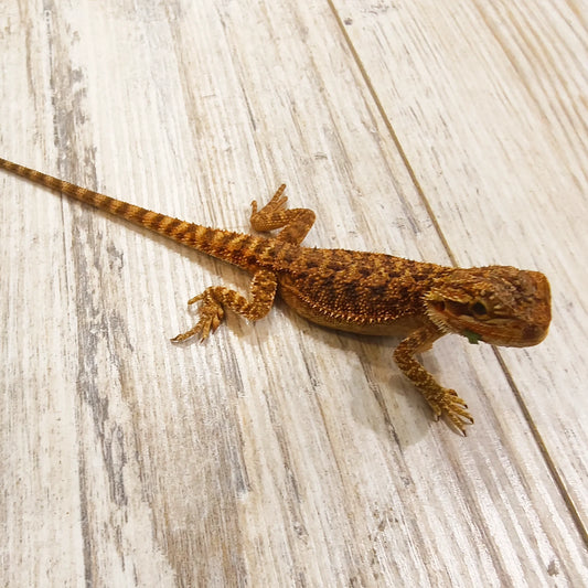 Streifenköpfige Bartagame #4