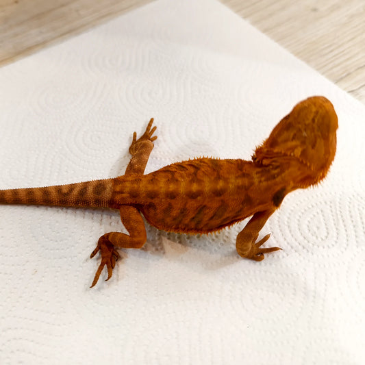 Bartagame Leatherback #2