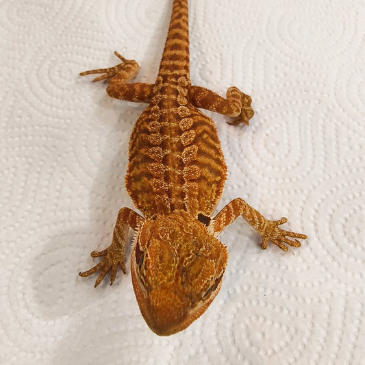 Bartagame Leatherback #3