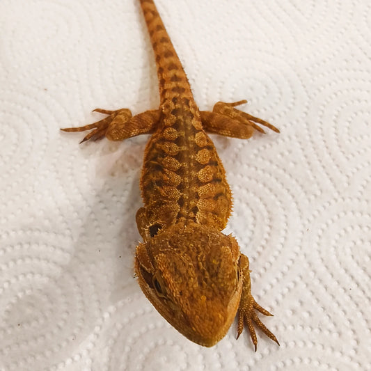 Bartagame Leatherback #5