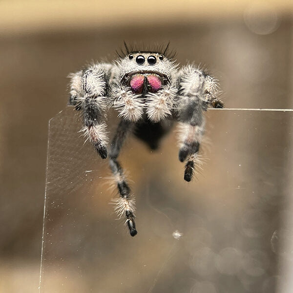 Königs-Springspinne "Apalachicola"