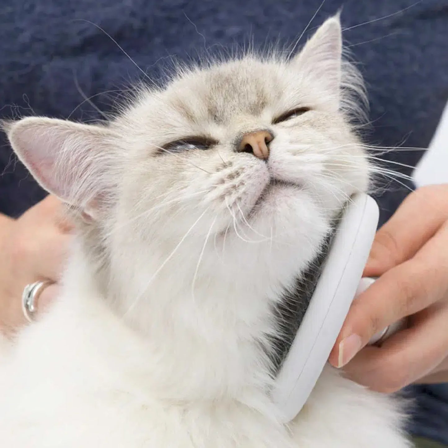 Bürsten-Set für langhaarige Katzen