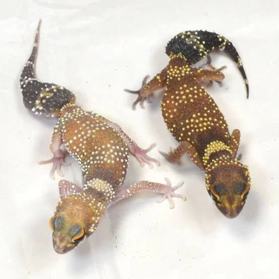 Dickschwanzgecko