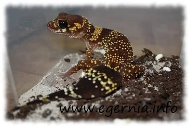 Dickschwanzgecko