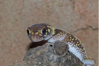 Dickschwanzgecko