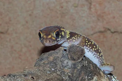 Dickschwanzgecko