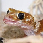 Dickschwanzgecko