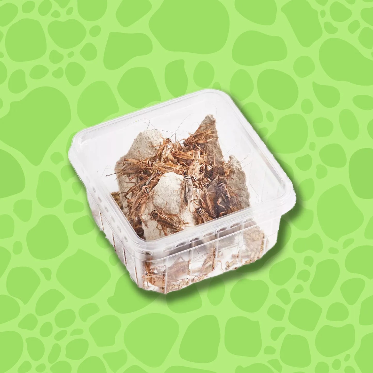 Migratory Locusts Medium