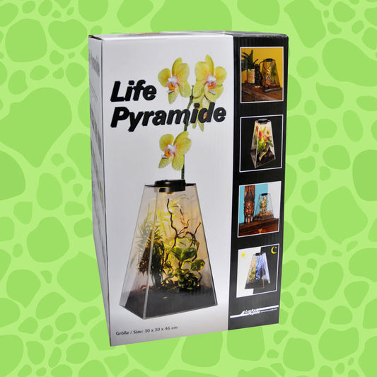 Life Pyramid mit Halogenlicht