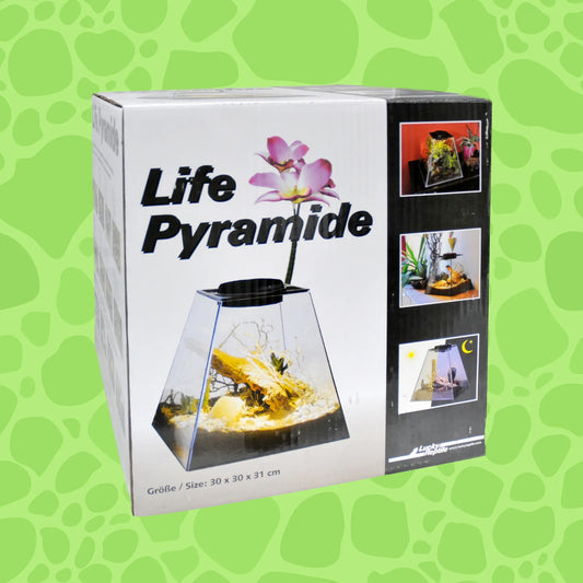 Life Pyramid mit Halogenlicht