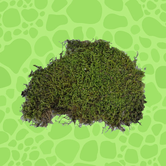 Vivarium Moos