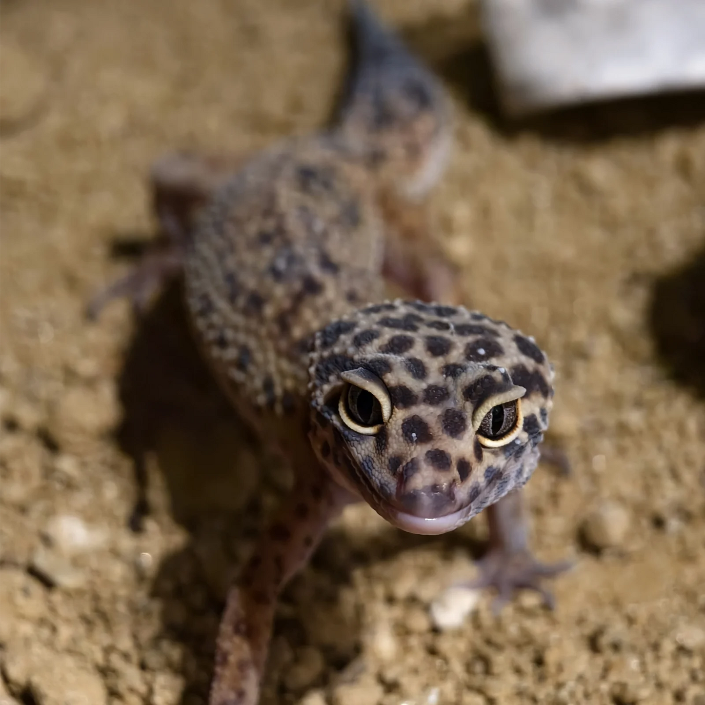 Leopardgecko #3