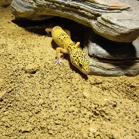 Leopardgecko #2
