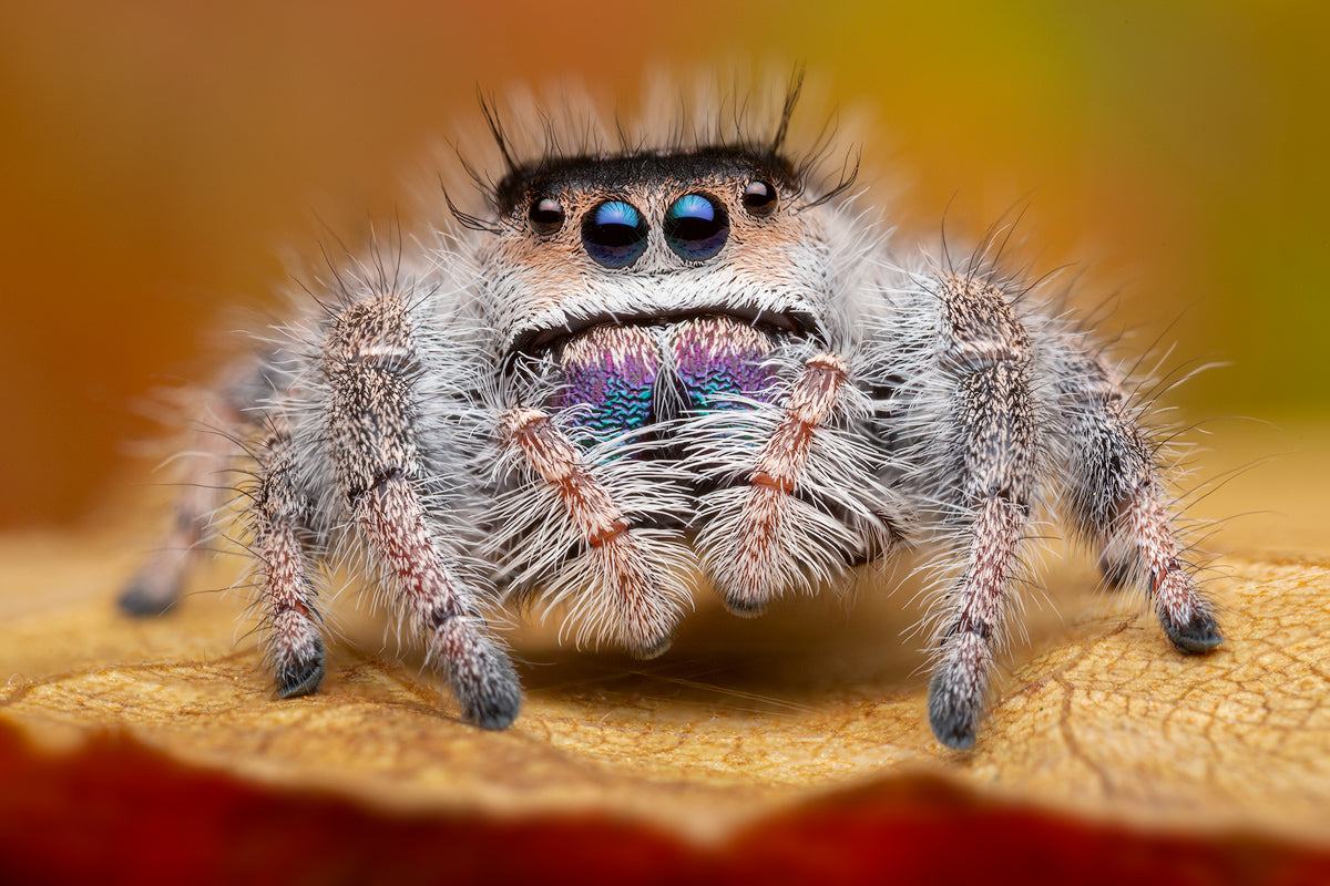 Königs-Springspinne "Bahamas"