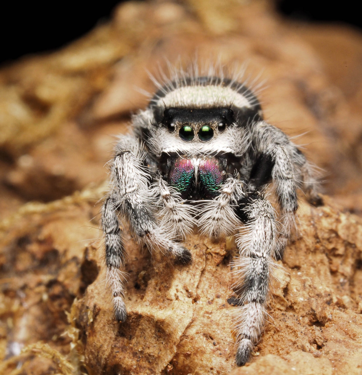 Königs-Springspinne "Bahamas"