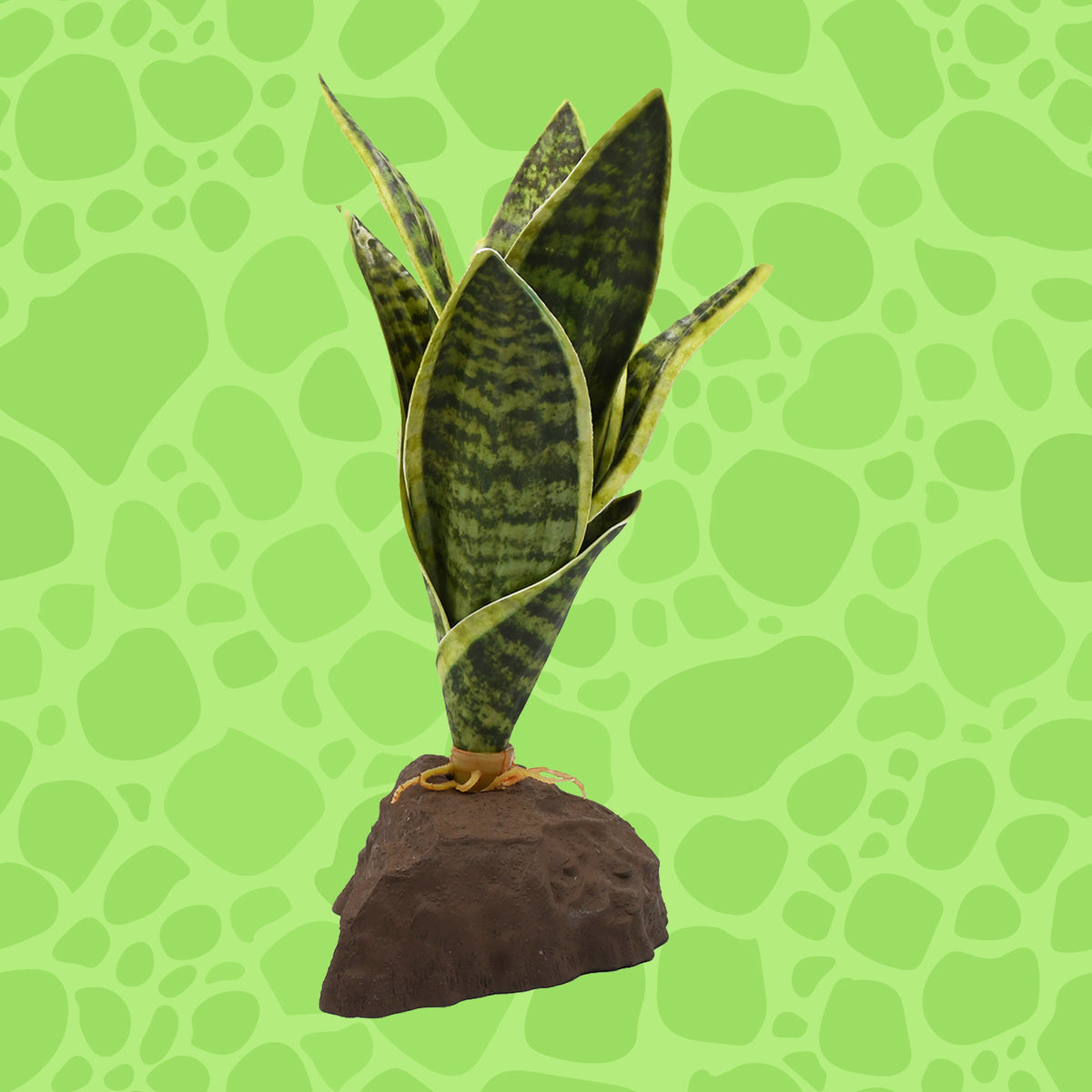 Lucky Reptile Sansevieria