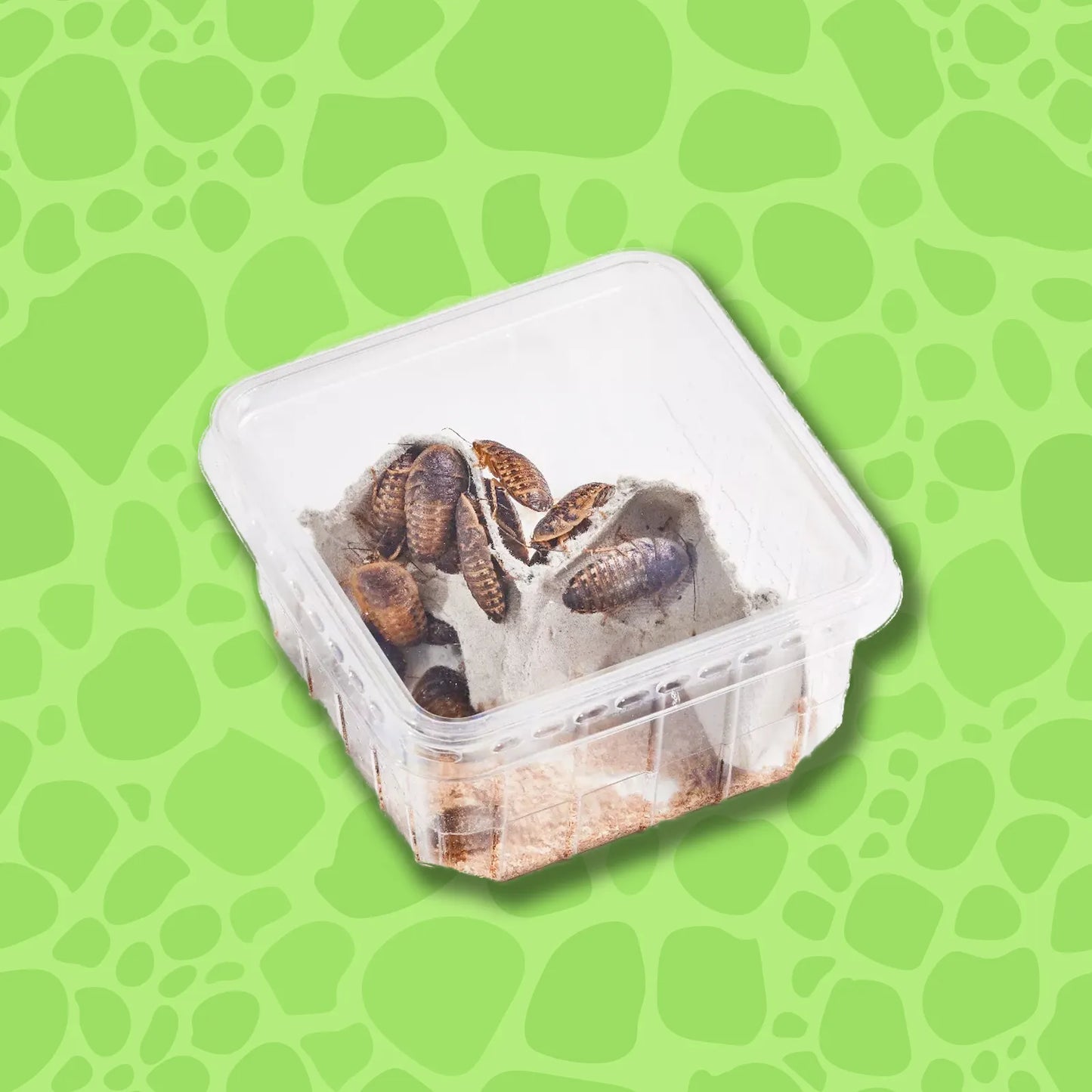 Argentine Wood Roaches medium