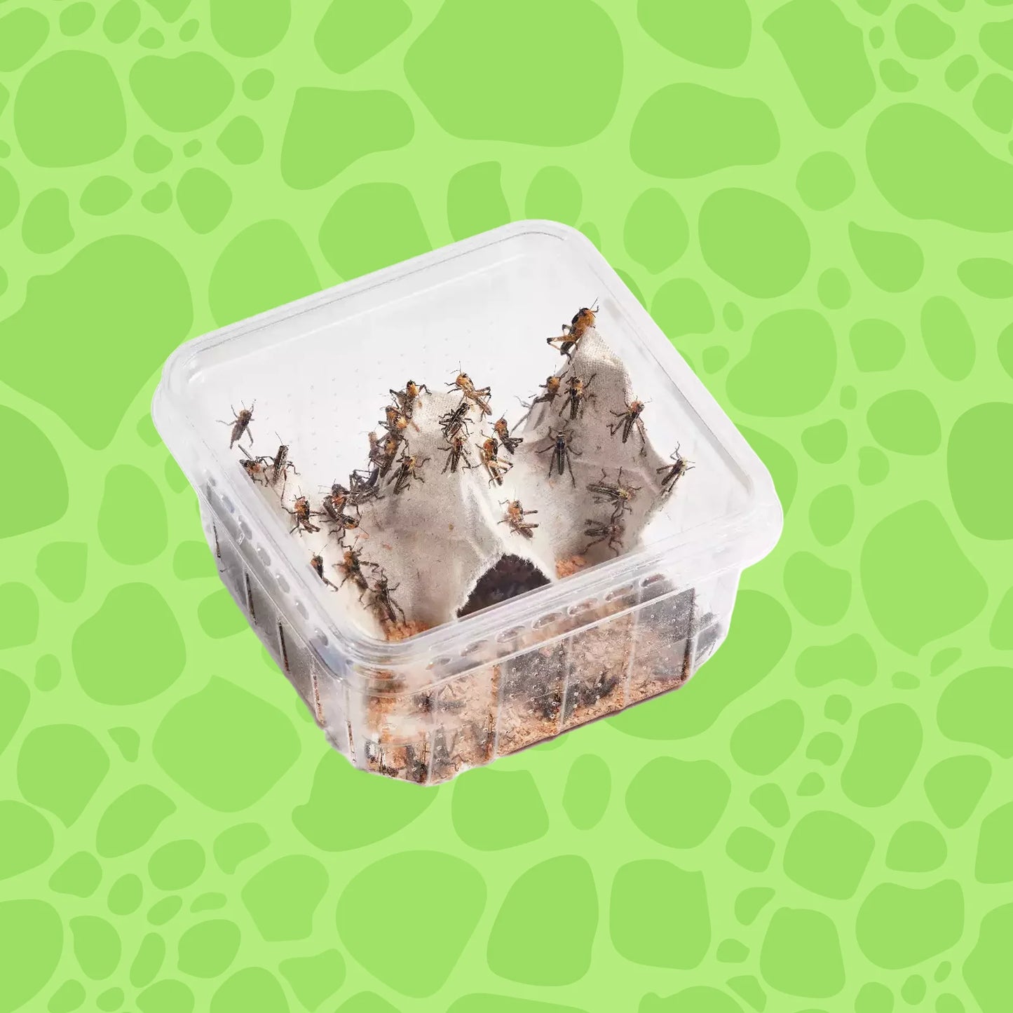 Wanderheuschrecken klein