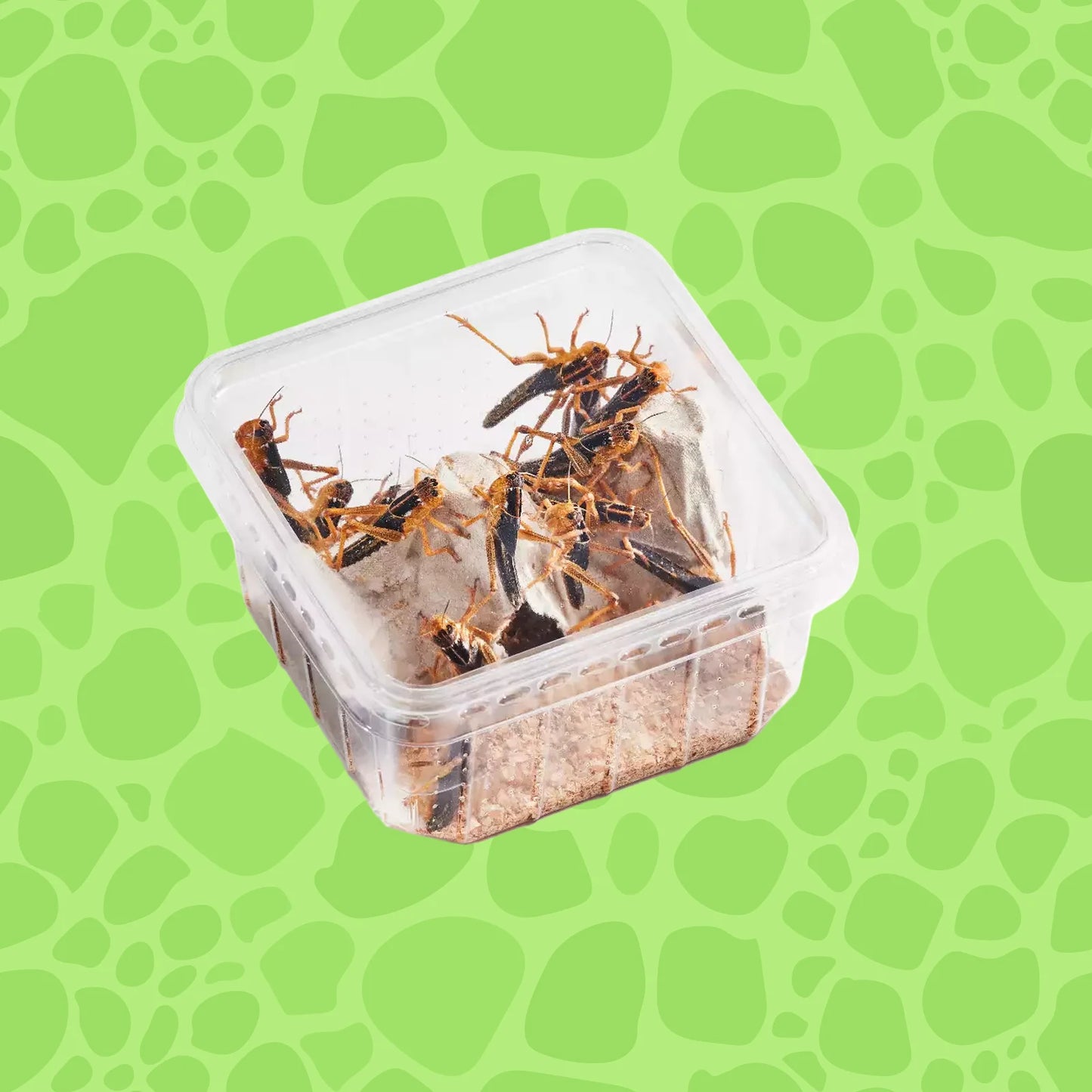 Wanderheuschrecken subadult