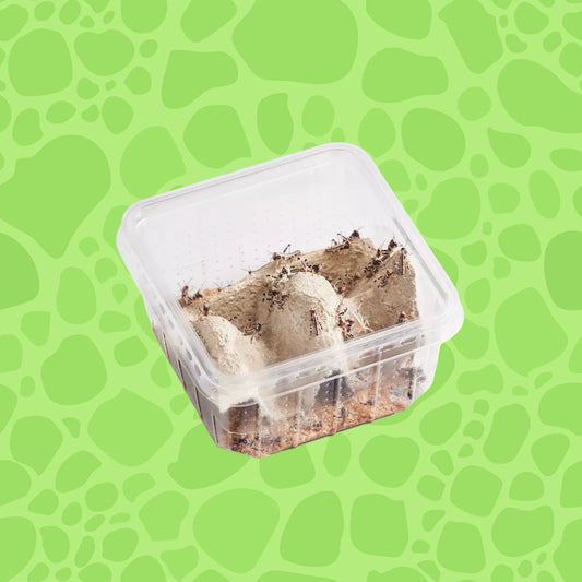 Wüstenheuschrecken klein