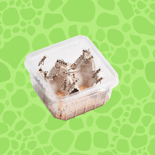 Wüstenheuschrecken klein/mittel