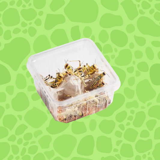 Wüstenheuschrecken subadult