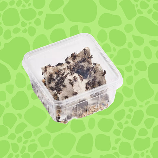 Zweifleckgrillen mittel