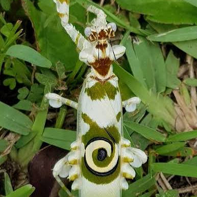 Afrikanische Blütenmantis