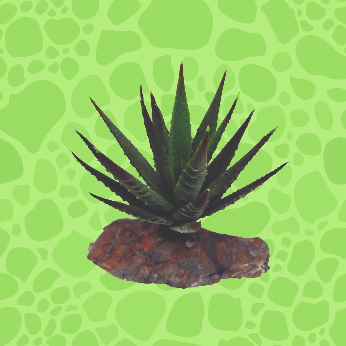 Lucky Reptile Tiger Aloe