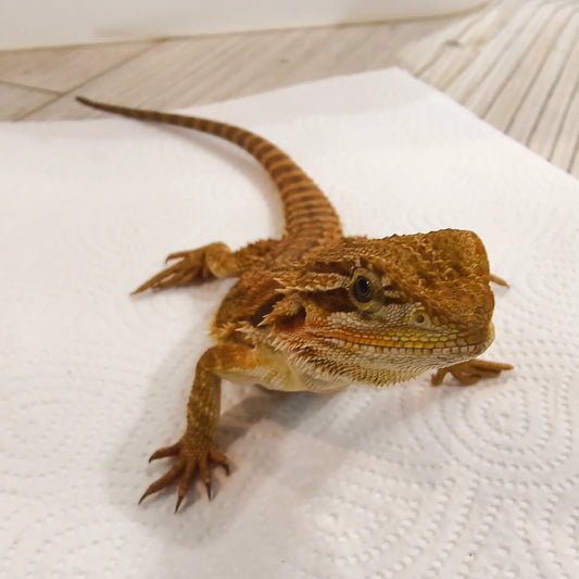 Streifenköpfige Bartagame