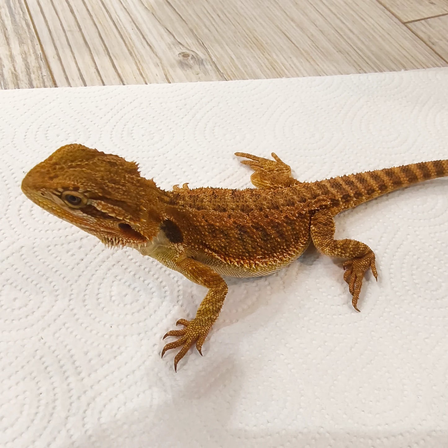 Streifenköpfige Bartagame