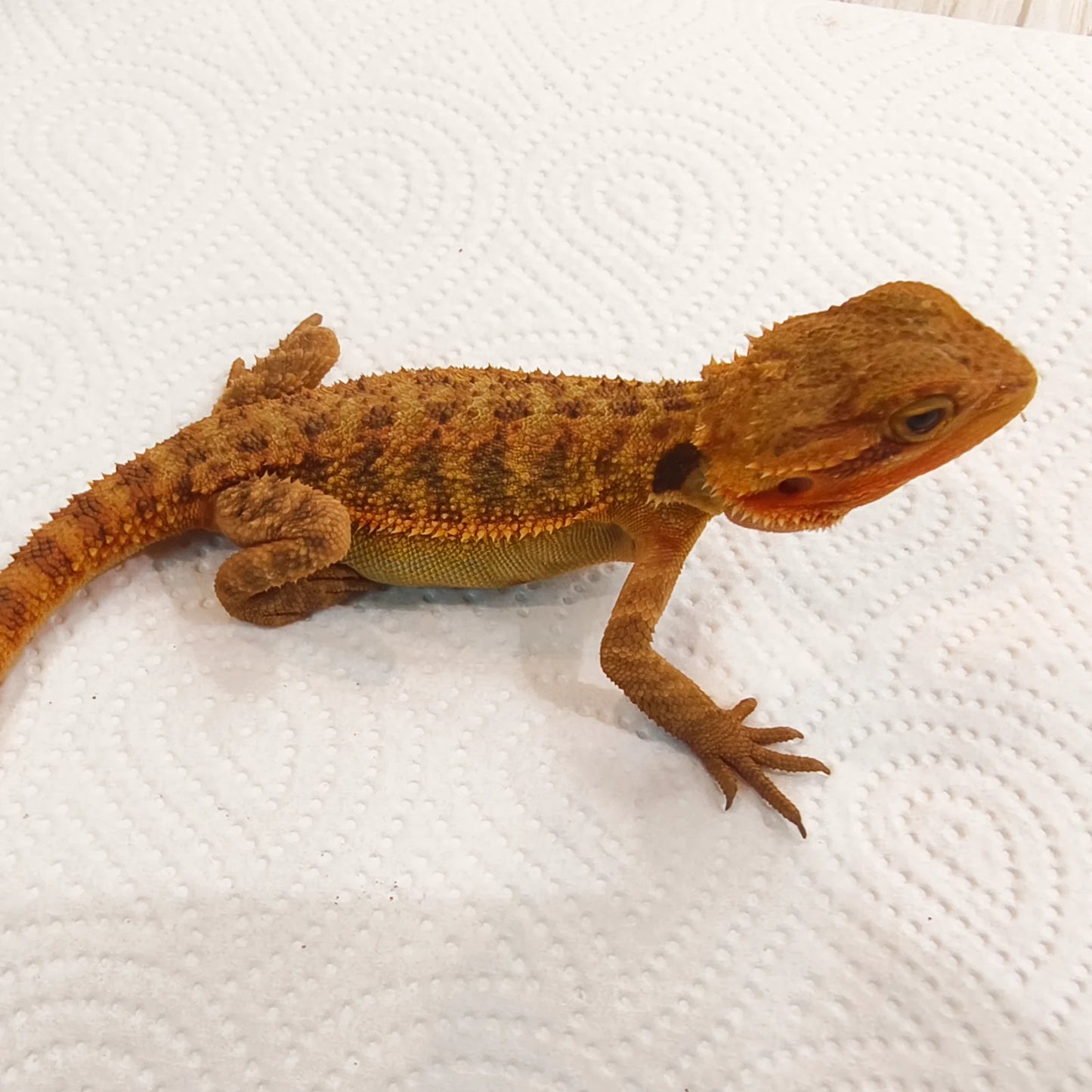 Streifenköpfige Bartagame #2