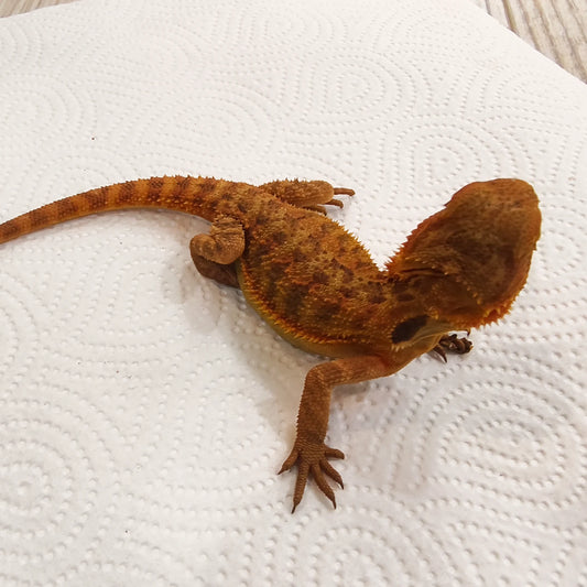 Streifenköpfige Bartagame #2