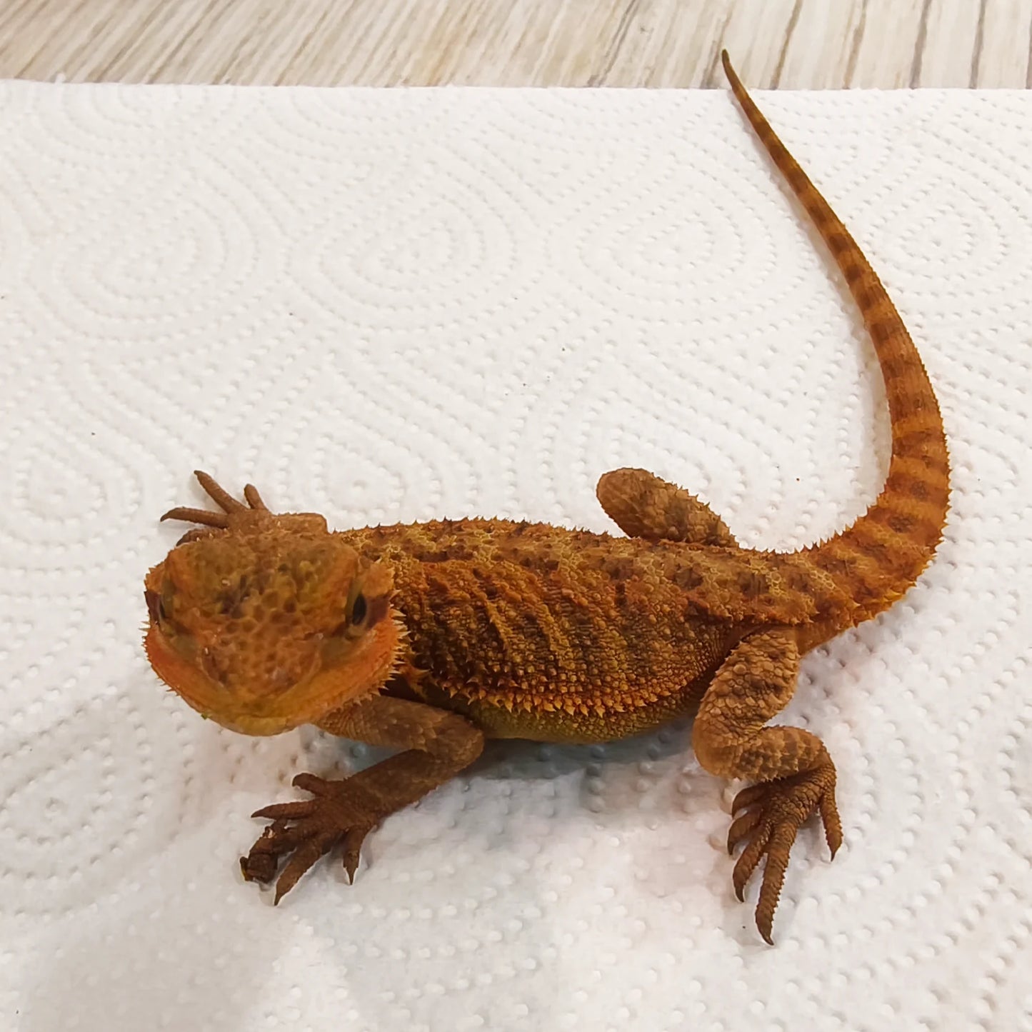 Streifenköpfige Bartagame #2