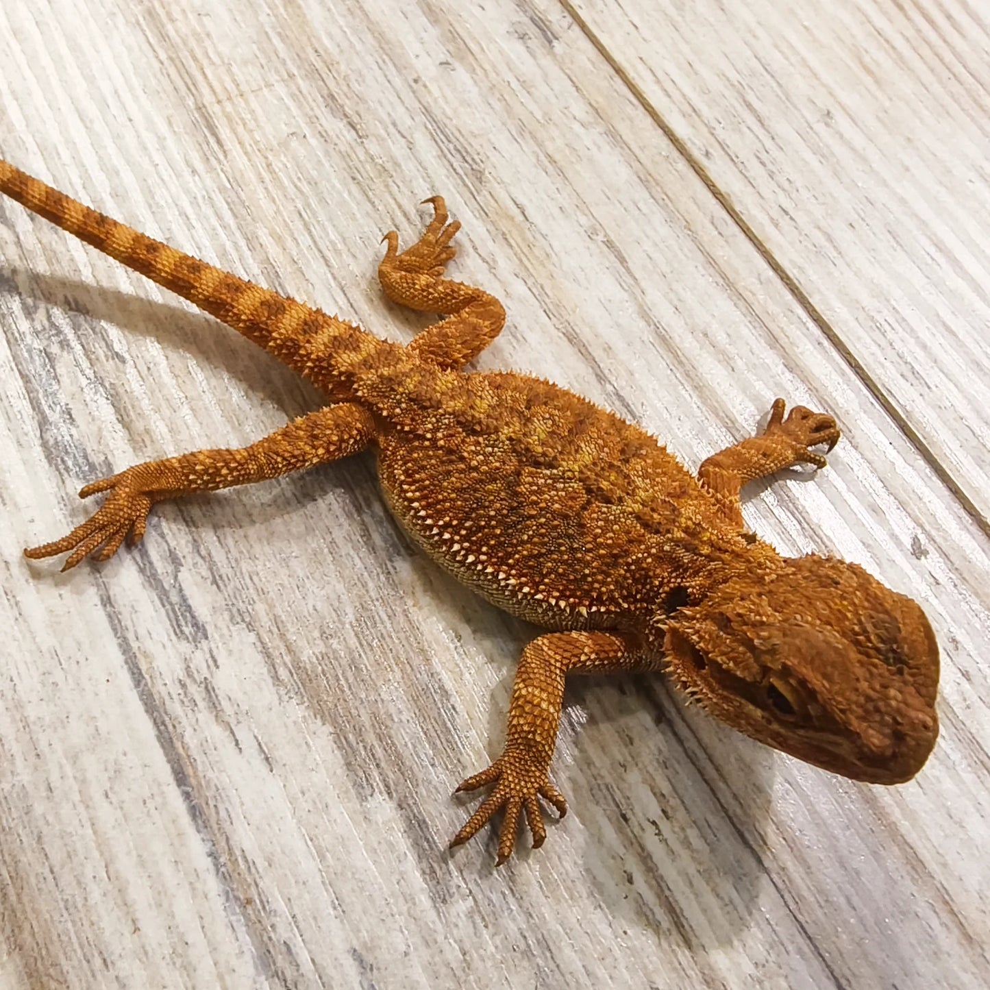 Streifenköpfige Bartagame #3