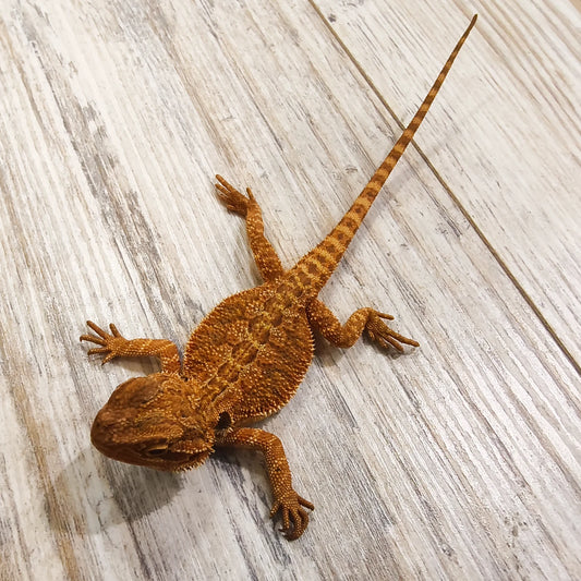 Streifenköpfige Bartagame #3