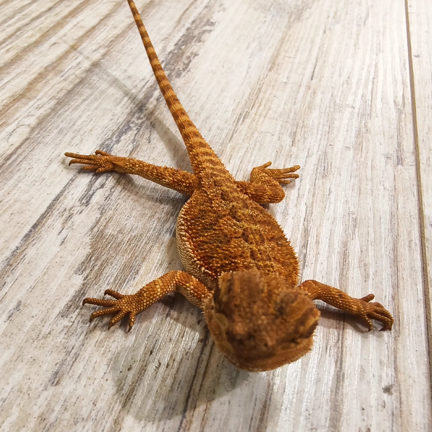 Streifenköpfige Bartagame #3