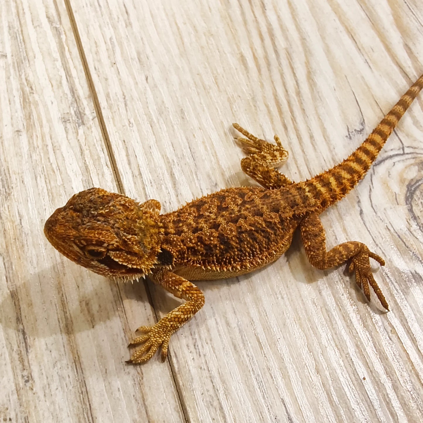 Streifenköpfige Bartagame #4