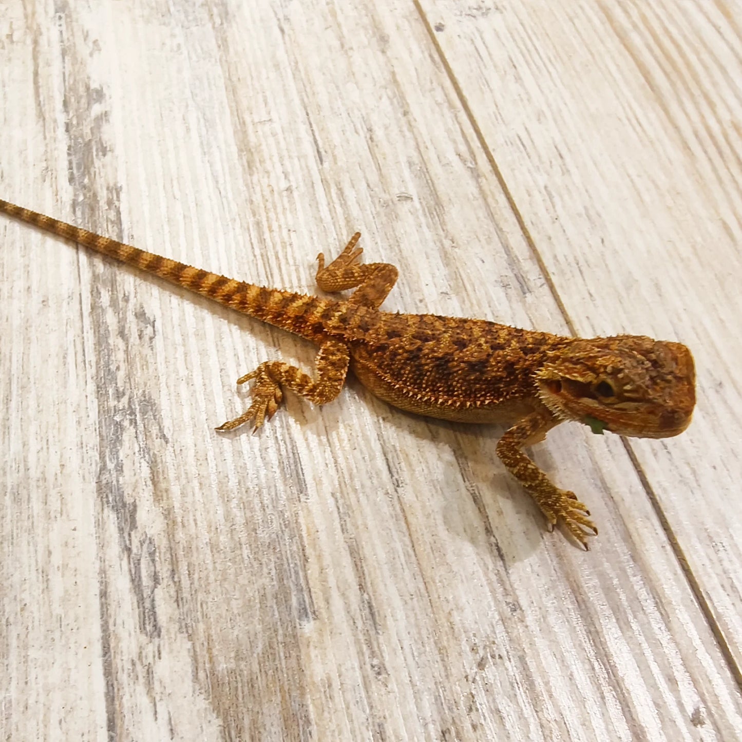 Streifenköpfige Bartagame #4