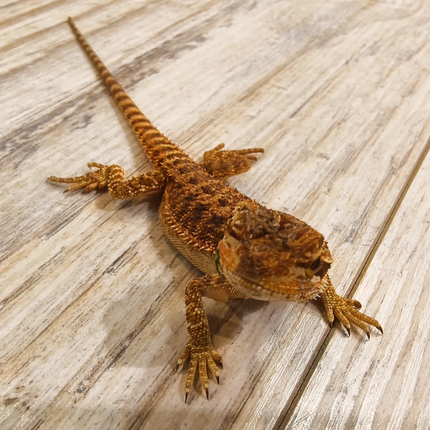 Streifenköpfige Bartagame #4