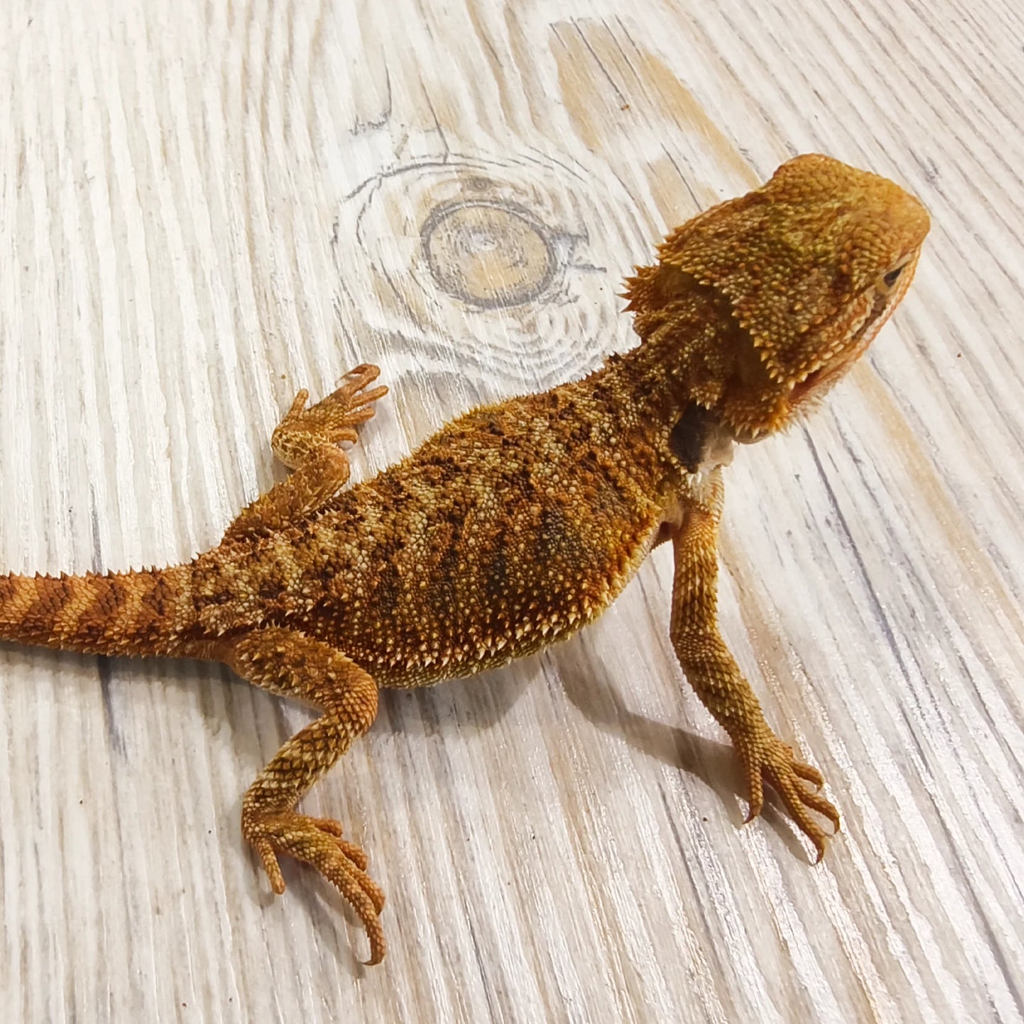 Streifenköpfige Bartagame #5