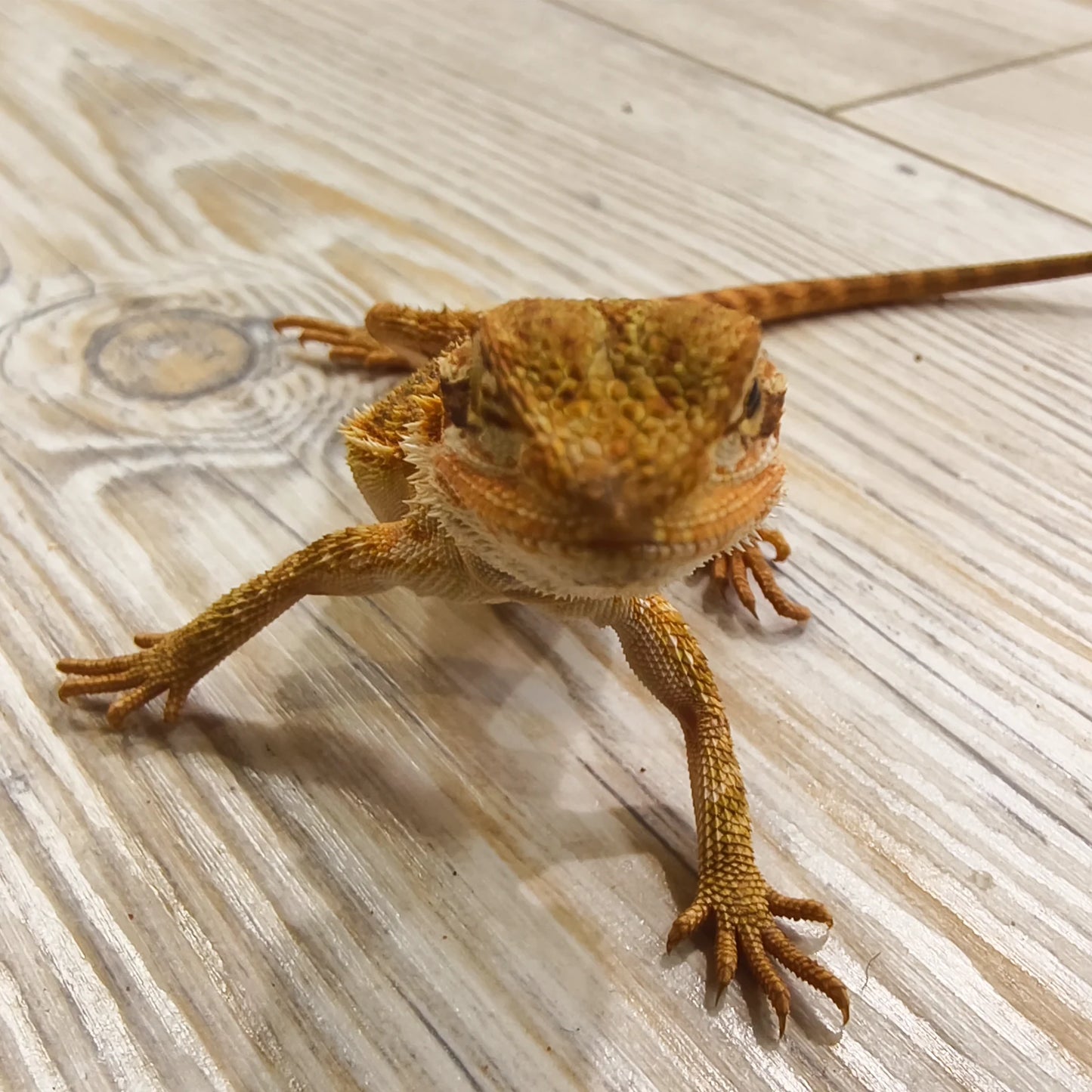 Streifenköpfige Bartagame #5