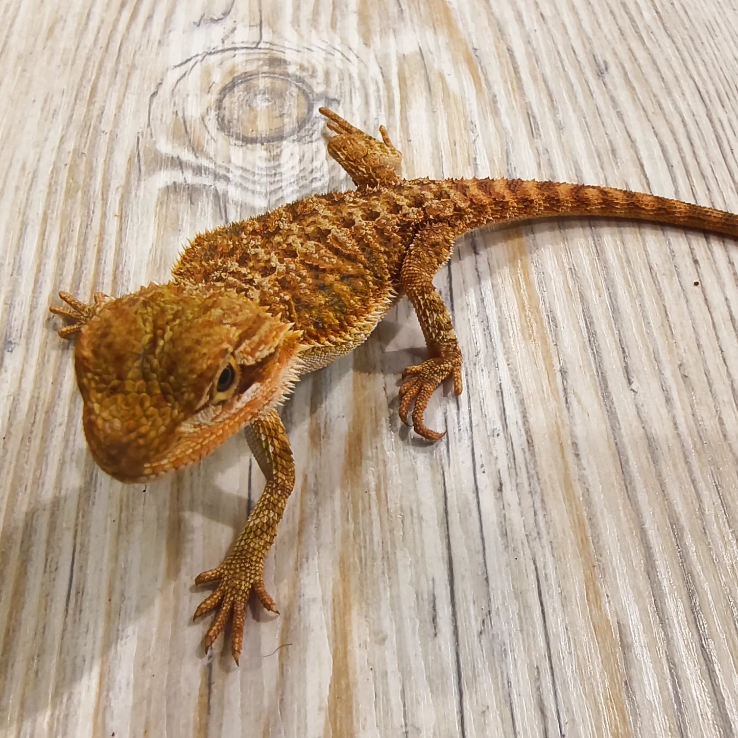 Streifenköpfige Bartagame #5