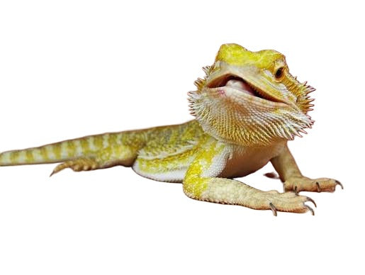 Streifenköpfige Bartagame Citrus