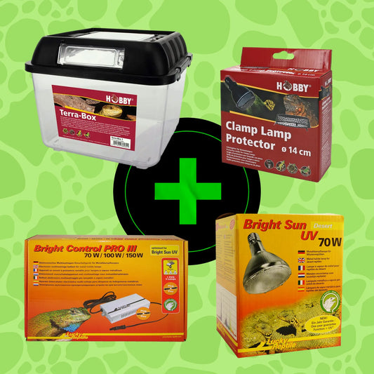 Starter Kit Bearded Dragon