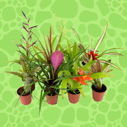 Bromelien mittel