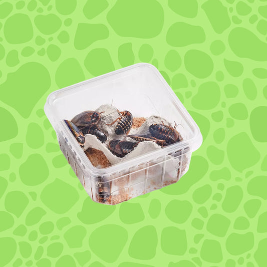 Argentinische Waldschaben gross